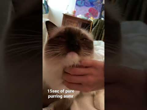 ASMR 15seconds of pure kitty purring
