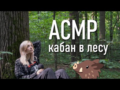 АСМР 🐗 кабан в лесу // asmr wild boar Tascam DR-05x