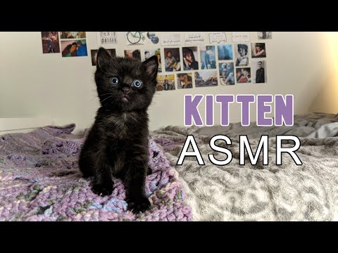 Sleepy Kitten/Cat Sensory ASMR (Feeding, Brushing, Purring, Gentle Meowing, Whispering)❤