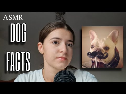 ASMR Whispering facts about dogs until you fall asleep(With Photos and Captions)