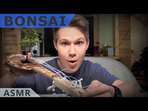 ASMR Soft Spoken Bonsai Tree Maintenance and Repotting DIY