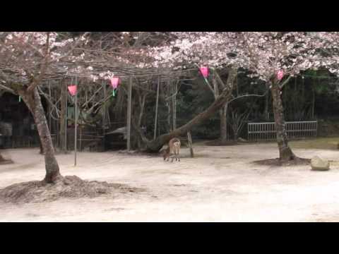 One relaxing minute in Miyajima Park * Japan * Sakura * Deer