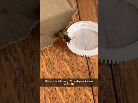 Saved a bee 🐝🥰