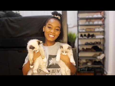 ASMR ~ Meet my new kittens! 😊🐱
