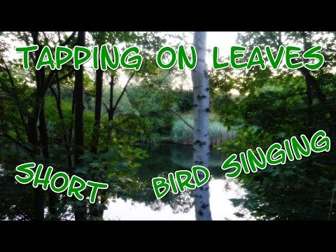 HARMONY ASMR Tapping on Leaves and Bird Singing