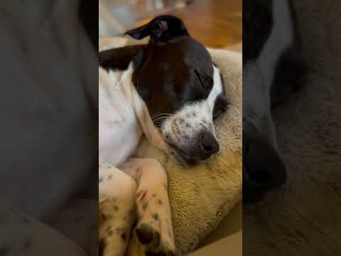 #SHORTS | Sleepy Pup Does ASMR