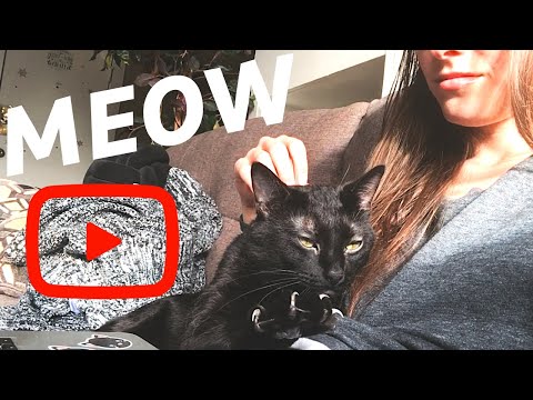 ASMR Lo-Fi Cat Purring and Scratching