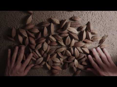 ASMR the tingly SOUND of PILI NUTS (no talking)