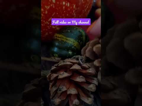 what does a pine cone sound like asmr
