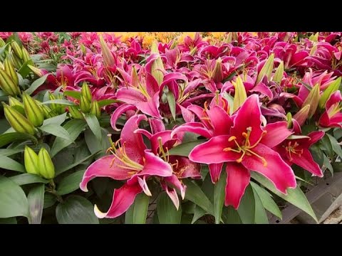 ASMR | Walmart & Lowe's Plants/Flowers Walk-Through (Soft Spoken)