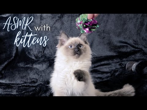 [ASMR] The CUTEST thing you'll see today!! | Triggers with Ragdoll kittens