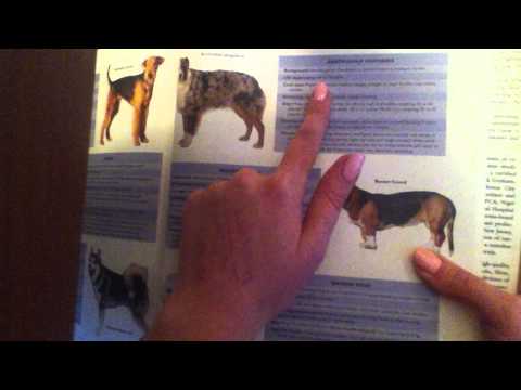 ASMR dog book video with gum chewing (re-uploaded)