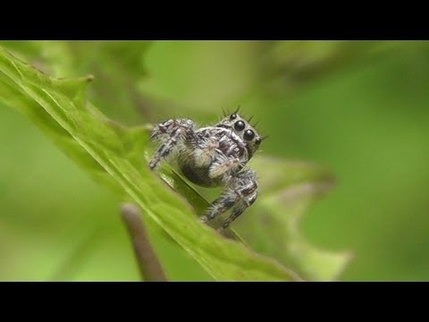 Insects & Spiders: Jumping Spiders, Robber Flies, Crab Spider, Ladybug and Carpenter Ants & Aphids