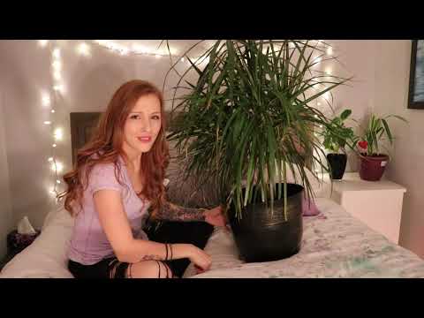 Uplifting ASMR, relaxing gentle whispering, Spending some time with my Dragon Tree!!
