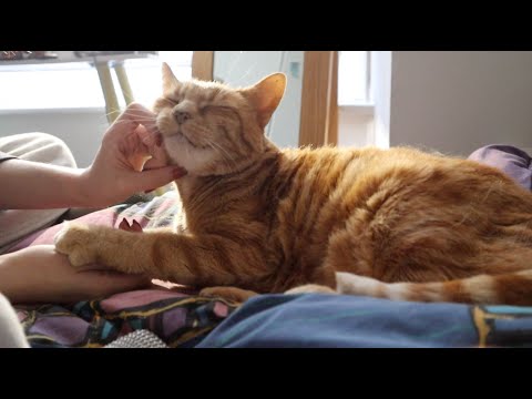 [ASMR] Happy cat petting & purring 🐱 ~ no talking
