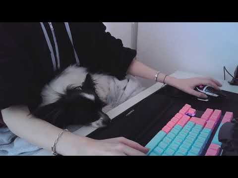 ASMR ☾ study with me & my dog :3 keyboard typing, mouse clicking and some dog noises