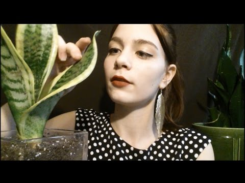 Let Me Learn You a Thing | Plants for Clean Air ASMR
