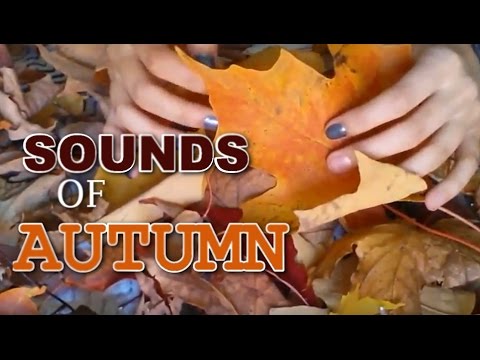 ASMR - SOUNDS OF AUTUMN ~ Chattering Acorns & Crunchy Fallen Leaves! ~