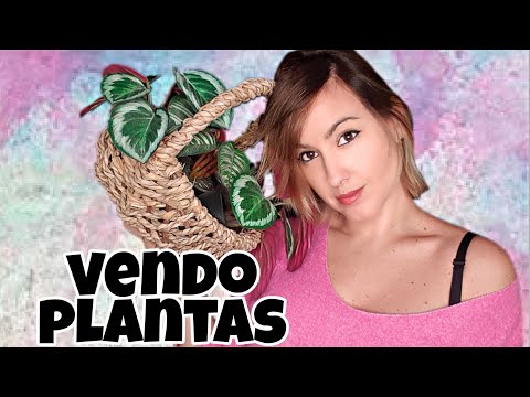 Asmr | VENDEDORA DE PLANTAS ARTIFICIALES- MUYY RELAJANTE