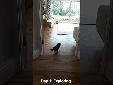 ASMR Kitten Cat (Day 1)