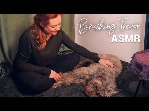 ASMR Dog Brushing 🌟 Trevor 🌟 Grooming Sounds & Cuddles