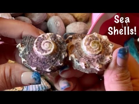 ASMR Sea shells Rummage! (No talking only) Did we really find these at the beach?
