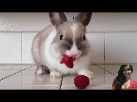 Bunny Eating Raspberries! - WTF is Trending  ?! This Bunny Eating Raspberries so cute