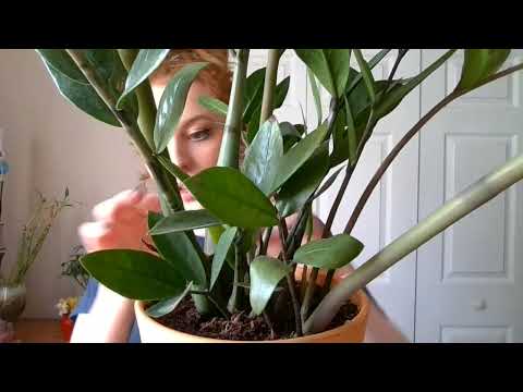 You Are My Plant ~ASMR~ (watering, brushing leaves, soft spoken)