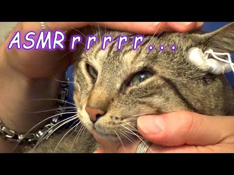 Cat Massage ASMR | Purring Sounds | Special Microphones