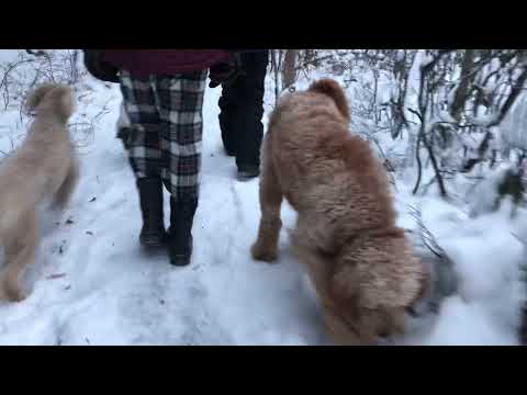 ASMR Family winter walking in forest sounds :)