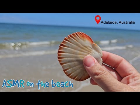 ASMR on an Australian beach (lots of camera tapping)