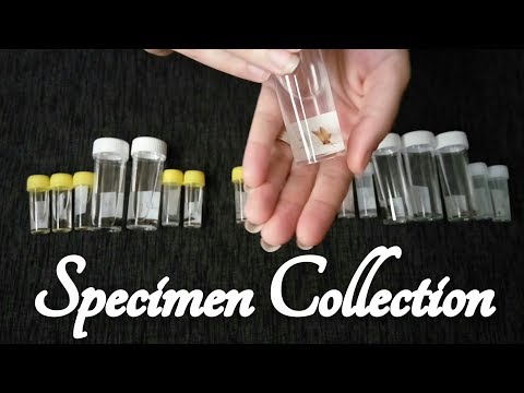 ASMR My Bug Specimen Collection