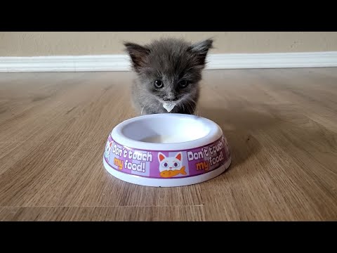 ASMR | Kitty Eating & Drinking Sounds | Meet My New Fur-Baby Pixie!