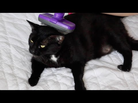 ASMR | Gentle brushing & petting on my cat Lola 🐱💗