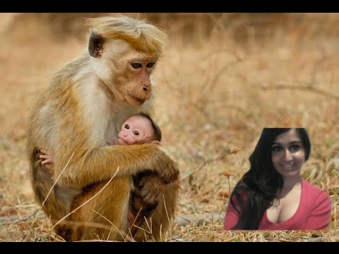 Disney Nature Monkey Kingdom Earth Day Movie Official Trailer  Disney Nature - Review
