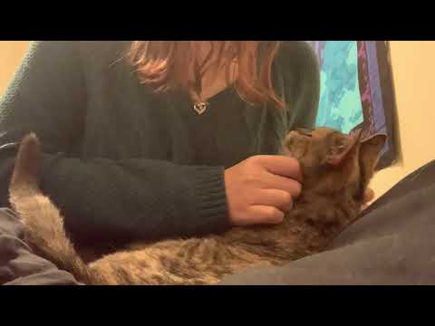 Kitty ASMR (Cat Purrs, Hand Movements, Shh, & Tongue Clicking)🐱