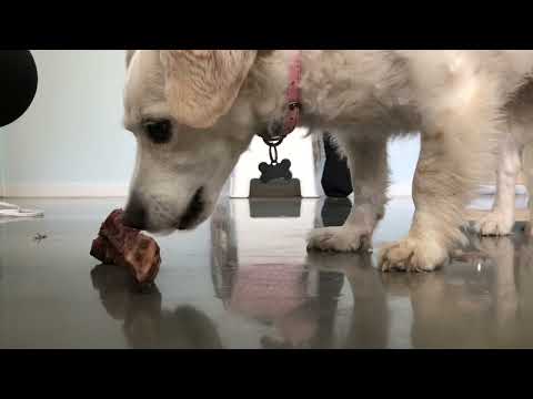 ASMR My Dog Eating a Bone 🍖 🦴 in 1 Minute // 1 Minute ASMR