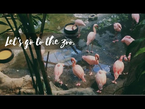 ASMR- A Day at the Zoo 🐯✨