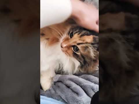 CAT ASMR 😽 (+ purring sound)