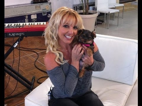 Britney Spears New Puppy Dog Has A Twitter?! - Hollywood News