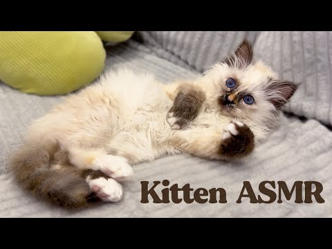 ASMR Meet my New Kitten (Whispered Cuteness)