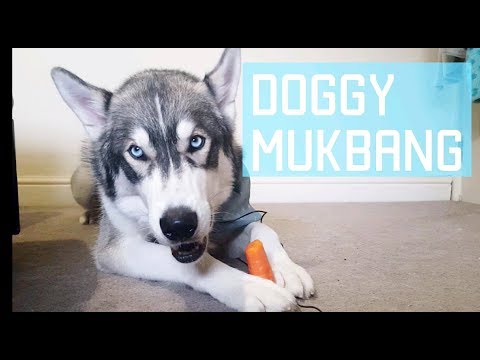 ASMR DOGGY MUKBANG- cutest husky ever eats a carrot!