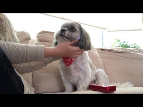 Dog ASMR – Petting/Scratching into Deep Relaxation