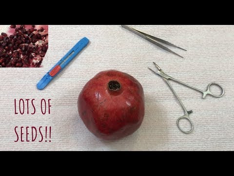 [ASMR] Surgery On Pomegranate