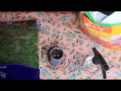 Planting Sunflower Seeds In The Planter I Painted ASMR Chewing Gum