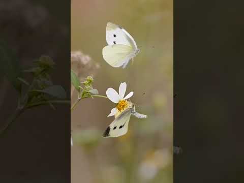 Hermosa Historia La Mariposa y el Escarabajo #shorts