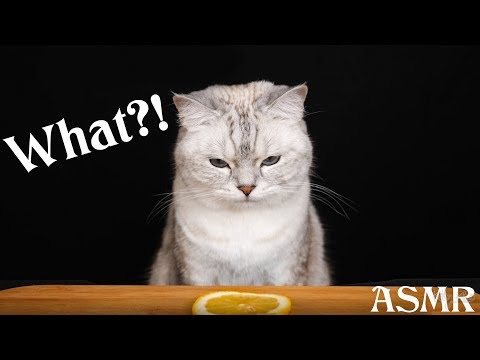 АСМР Котэ Дегустатор 😻🍋🍗 ASMR Cat Reviewing Different Food 🐾🐈🍉