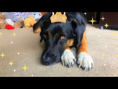 Happy 5th Birthday Iris!🐶 (ASMR Puppy Party Vlog)
