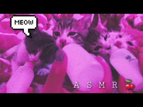 ASMR Casero con gatitos | Ronroneos relajantes 🐾 | Andrea ASMR 🦋