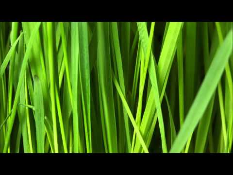 (3D binaural sound) Picking grass around your head. Asmr & relaxation.